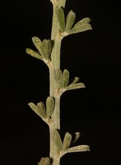 Indigofera glaucescens