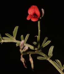 Indigofera glaucescens