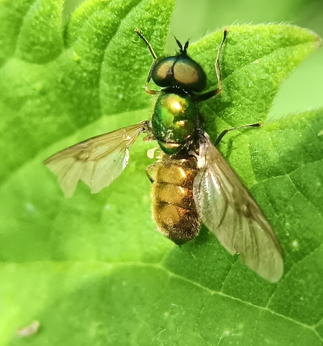 Broad Centurion Fly