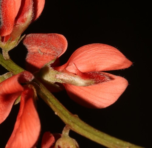 Image of Indigofera sinusalgoae by (c) Brian du Preez, some rights reserved (CC BY-SA)