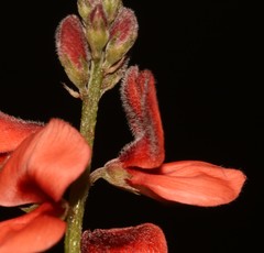 Indigofera sinusalgoae