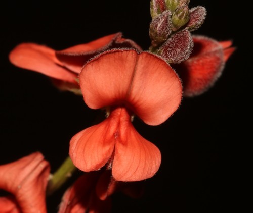 Indigofera sinusalgoae MS (Indigofera sinusalgoae)