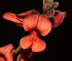 Indigofera sinusalgoae