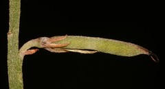 Indigofera glaucescens