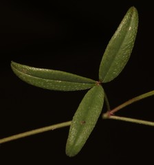 Indigofera sinusalgoae