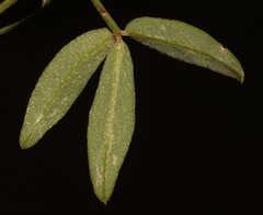 Indigofera sinusalgoae