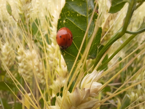 Asian Lady Beetle