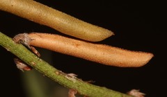 Indigofera sinusalgoae