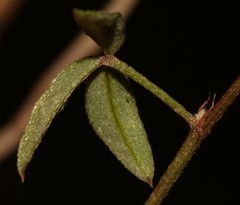 Indigofera sinusalgoae