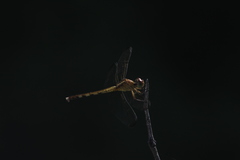 Erythrodiplax umbrata