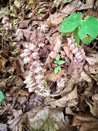 Common Toothwort