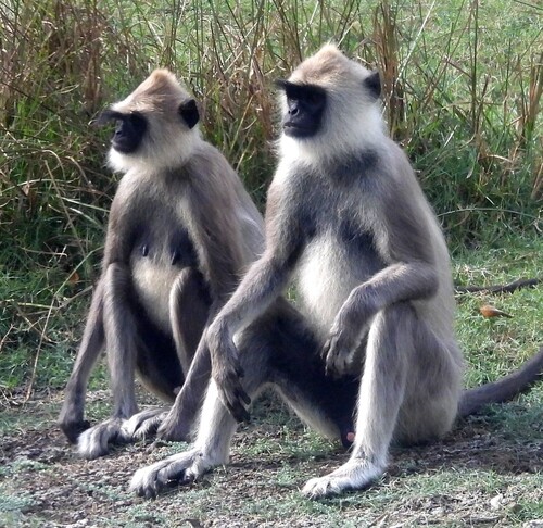 Sri Lankan Grey Langur