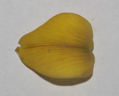Aspalathus nivea