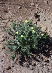 Hypericum aethiopicum