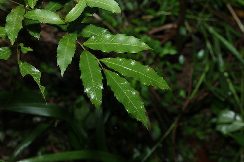 Elattostachys nervosa, photograph 1