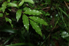 (c) Greg Tasney, some rights reserved (CC BY-SA) Elattostachys nervosa, photograph (c) Greg Tasney, some rights reserved (CC BY-SA)