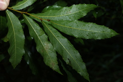 Elattostachys nervosa