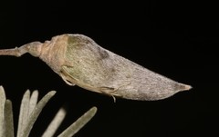 Aspalathus nivea