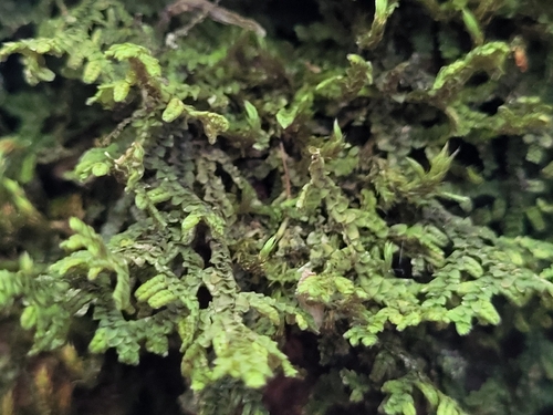 Wall Scalewort