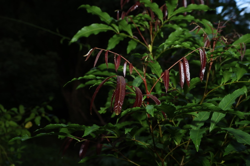 Elattostachys nervosa, photograph 3