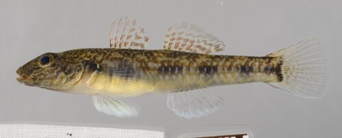 Amur Goby