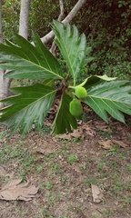 Artocarpus