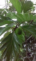 Artocarpus