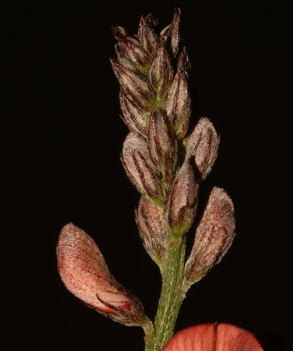 Image of Indigofera disticha by (c) Brian du Preez, some rights reserved (CC BY-SA)