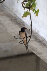 Hirundo rustica