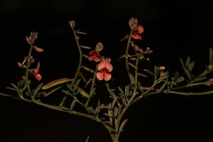 Indigofera disticha