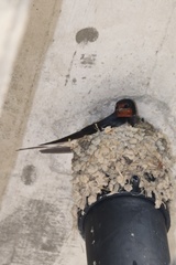 Hirundo rustica