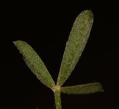 Indigofera disticha