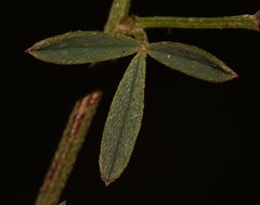 Indigofera disticha