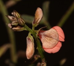 Indigofera disticha