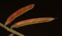 Indigofera disticha