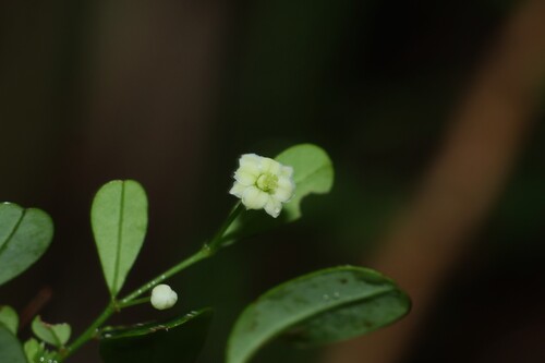 Synostemon albiflorus observed 2026-06-10