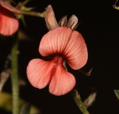 Image of Indigofera disticha by (c) Brian du Preez, some rights reserved (CC BY-SA)