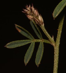 Indigofera disticha