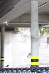 Hirundo rustica