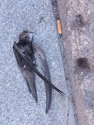 Common Swift