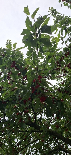 wild cherry