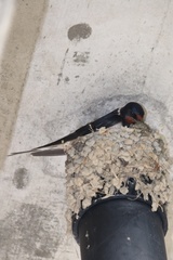 Hirundo rustica