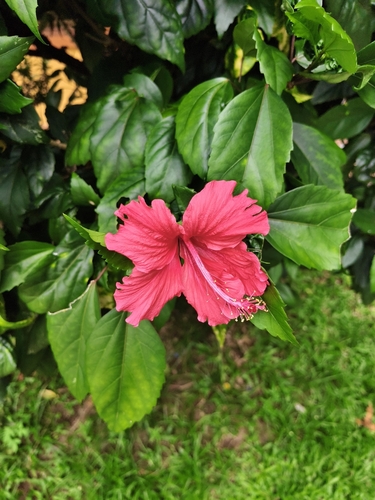 Red Hibiscus