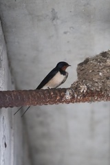 Hirundo rustica