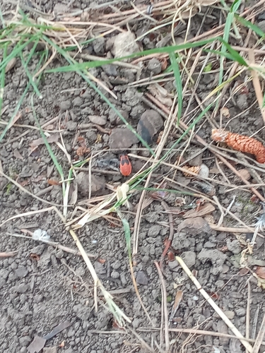 European Firebug