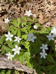 Anemonoides quinquefolia