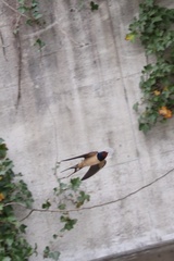 Hirundo rustica