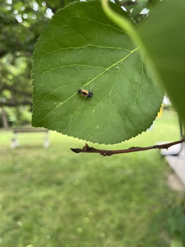 Asian Lady Beetle