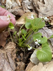 Viola pallens