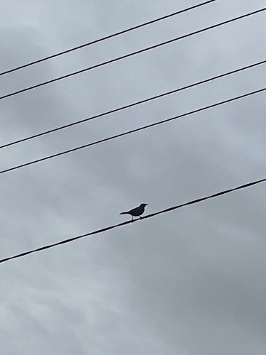 Eurasian Blackbird